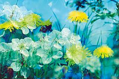 Peter Fischli und David Weiss - Ohne Titel Blumen Nr 184, 76109-5, Van Ham Kunstauktionen