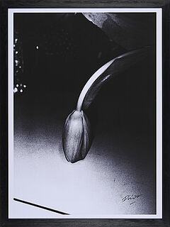 Daido Moriyama - Ohne Titel, 70184-5, Van Ham Kunstauktionen