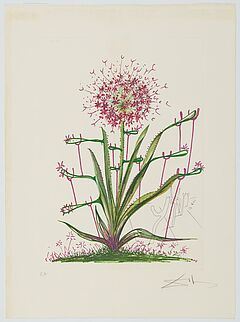 Salvador Dali - Aus Surrealistic Flowers, 66752-1, Van Ham Kunstauktionen