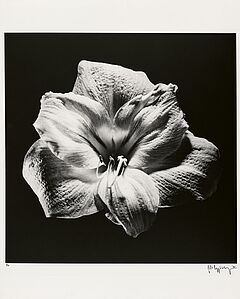 Robert Mapplethorpe - Flower, 82008-1160, Van Ham Kunstauktionen