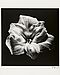 Robert Mapplethorpe - Flower, 82008-1160, Van Ham Kunstauktionen
