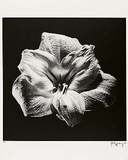 Robert Mapplethorpe - Flower, 82008-1160, Van Ham Kunstauktionen