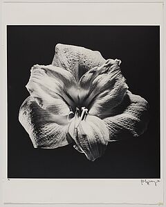 Robert Mapplethorpe - Flower, 82008-1160, Van Ham Kunstauktionen