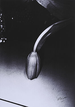 Daido Moriyama - Ohne Titel, 70184-5, Van Ham Kunstauktionen