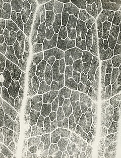 Jochen Lempert - Farn Photosynthese 3, 81351-63, Van Ham Kunstauktionen