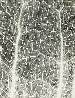 Jochen Lempert - Farn Photosynthese 3, 81351-63, Van Ham Kunstauktionen