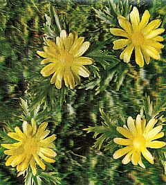 Andy Warhol - Auktion 307 Los 1706, 48204-2, Van Ham Kunstauktionen