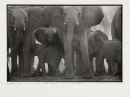 Peter Beard - The End of the Game, 82008-815, Van Ham Kunstauktionen