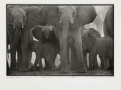 Peter Beard - The End of the Game, 82008-815, Van Ham Kunstauktionen