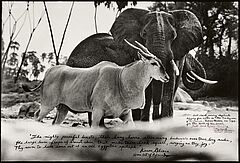Peter Beard - Bull Eland Passing Elephants Digging for Water in the Tiva Dry River, 82008-1202, Van Ham Kunstauktionen