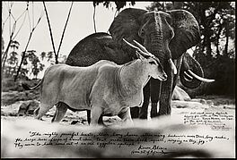 Peter Beard - Bull Eland Passing Elephants Digging for Water in the Tiva Dry River, 82008-1202, Van Ham Kunstauktionen