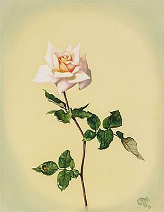 Willy Kriegel - Einzelne Rose, 56692-5, Van Ham Kunstauktionen