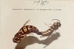 Joseph Beuys - Duesseldorf Drakeplatz 4, 55760-5, Van Ham Kunstauktionen