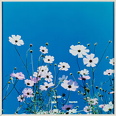 Rinko Kawauchi - Aus Aila, 81351-52, Van Ham Kunstauktionen