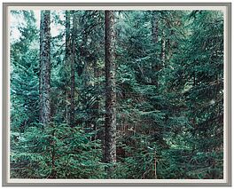 Thomas Struth - Paradise 20 Bayrischer Wald, 81884-1, Van Ham Kunstauktionen
