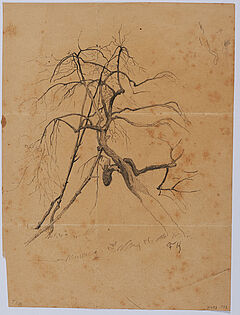 Friedrich Kallmorgen - Konvolut aus zwei Naturstudien Baumstudie Studie zu Papageientulpen, 69447-99, Van Ham Kunstauktionen