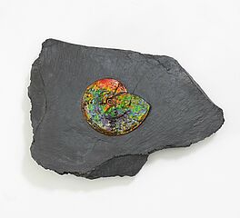 Canada - Irisierender Ammonit, 68008-469, Van Ham Kunstauktionen