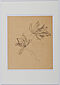 Friedrich Kallmorgen - Konvolut aus zwei Naturstudien Baumstudie Studie zu Papageientulpen, 69447-99, Van Ham Kunstauktionen