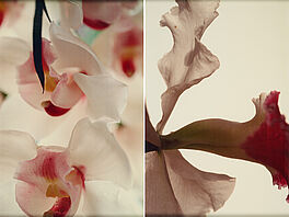 Thomas Florschuetz - Konvolut von 2 Fotografien, 80374-729, Van Ham Kunstauktionen