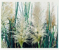 Annette Kelm - Auktion 419 Los 382, 63321-2, Van Ham Kunstauktionen