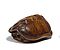 Netsuke Schildkroete, 65350-57, Van Ham Kunstauktionen