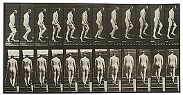Eadweard Edward James Muybridge - Animal Locomotion Plate 89, 68004-184, Van Ham Kunstauktionen