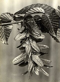 Albert Renger-Patzsch - Auktion 312 Los 154, 48926-3, Van Ham Kunstauktionen