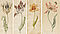 Anthony Claesz - Vier Blaetter mit einzelnen Tulpen, 67263-8, Van Ham Kunstauktionen