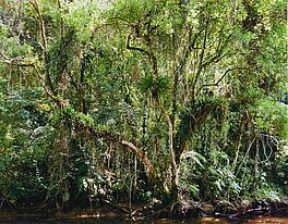Thomas Struth - Paradies, 59852-3, Van Ham Kunstauktionen
