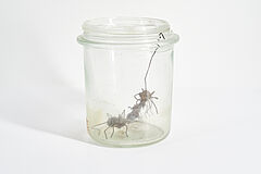 Dana Meyer - Salomonische Schneckenanker, 75021-29, Van Ham Kunstauktionen