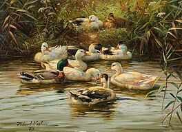 Hubert Kaplan - Enten am Flussufer, 80877-3, Van Ham Kunstauktionen