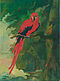 Tom Ellis - The Red Macaw V3, 300001-1222, Van Ham Kunstauktionen