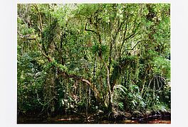 Thomas Struth - Auktion 404 Los 973, 61513-17, Van Ham Kunstauktionen