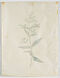 Georg Dionysius Ehret - Zwei Aquarelle mit blauer Gauklerblume und Impatiens Balsamina, 68416-43, Van Ham Kunstauktionen