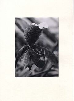 Albert Renger-Patzsch - Orchidaceae, 64054-14, Van Ham Kunstauktionen