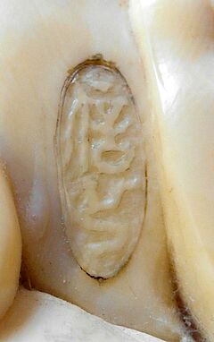 Auktion 423 Los 2205, 63200-1, Van Ham Kunstauktionen