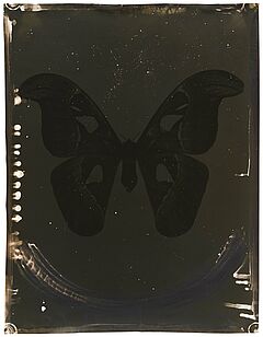 Jeff Cowen - Attacus Atlas, 69617-17, Van Ham Kunstauktionen