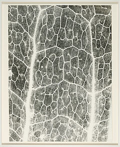 Jochen Lempert - Farn Photosynthese 3, 81351-63, Van Ham Kunstauktionen