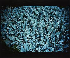Nan Goldin - Lambs Ears fuer Parkett 57, 77046-178, Van Ham Kunstauktionen